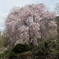 古刹の桜