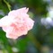 薔薇
