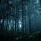 森の中へ~Enter the misty forest~