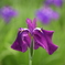 花菖蒲4