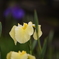 花菖蒲5