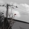 紅一点