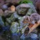 リス君の水飲み場