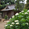 紫陽花と稲荷神社