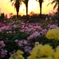 夕焼け薔薇　1
