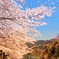 満開の桜