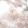桜の花びらたち