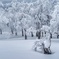 霧氷の白