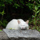 ひょっこりねんねこ