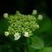 紫陽花の季節の始まり