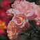 薔薇の園
