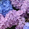 紫陽花