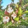 お花