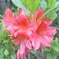 お花