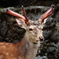 上野動物園