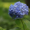 紫陽花