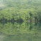 ６月７日の蔦沼