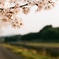H31の桜