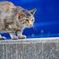 吾輩は猫である、ニャー # 644