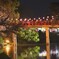岡崎城 夜桜