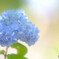 時の旅人・華