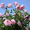 薔薇祭り。