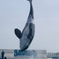 シャチ