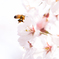 ミツバチと桜