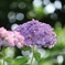 紫陽花
