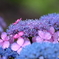 梅雨の花　④