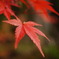 深紅