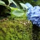 苔と紫陽花