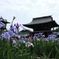 菖蒲まつり