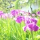 花菖蒲