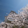 桜と鶴ヶ城