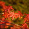 DSC00187