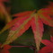DSC00199