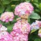 紫陽花の中で。