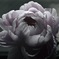 立てば芍薬