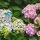 紫陽花と…。