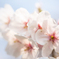 桜４