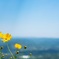 空に咲く花