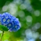 紫陽花が好き