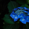 源氏山の梅雨花…１