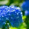 豪華な紫陽花