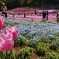 芝桜でチューリップ