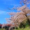桜の時期に