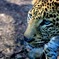 ヒョウ…ジャガー？