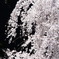 昼下がりの枝垂れ桜