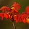 真っ赤な紅葉